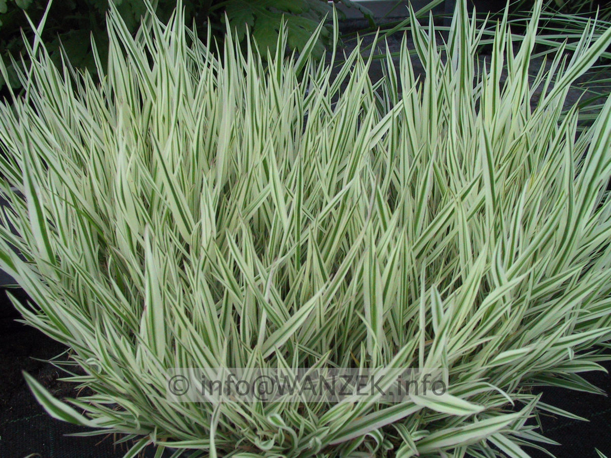 Holcus mollis Variegatus.JPG